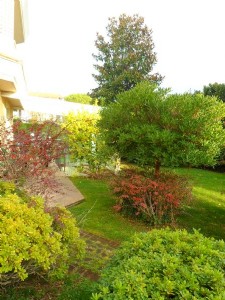 detached villa to rent Lido di Camaiore : detached villa with garden to rent  Lido di Camaiore